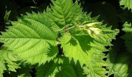 荨麻豆,揭秘神奇植物的营养与药用价值